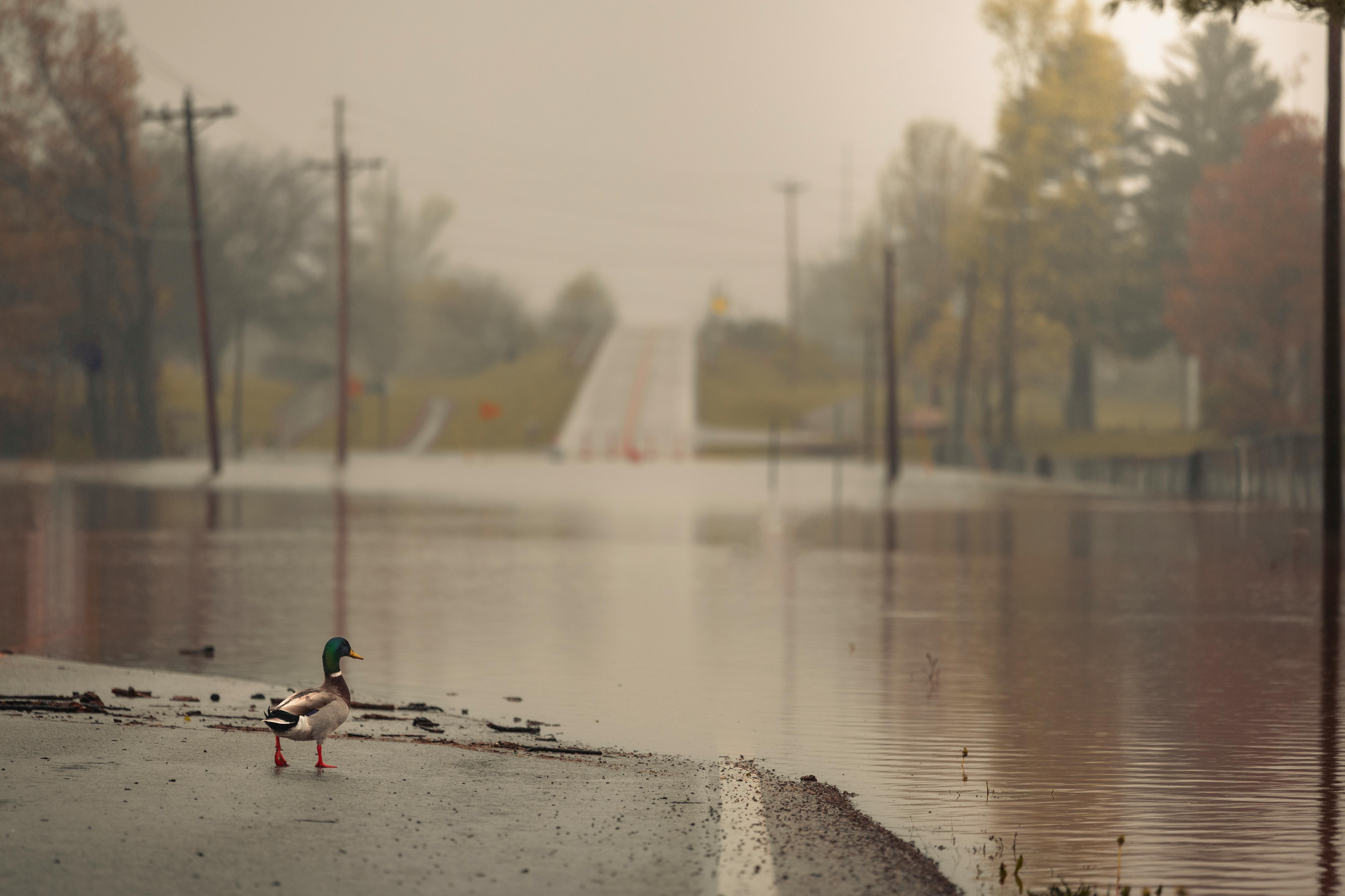 Natural Disasters Are Rewriting Home-Insurance Costs. See How It Impacts You. — Photo by Owen.outdoors on Pexels