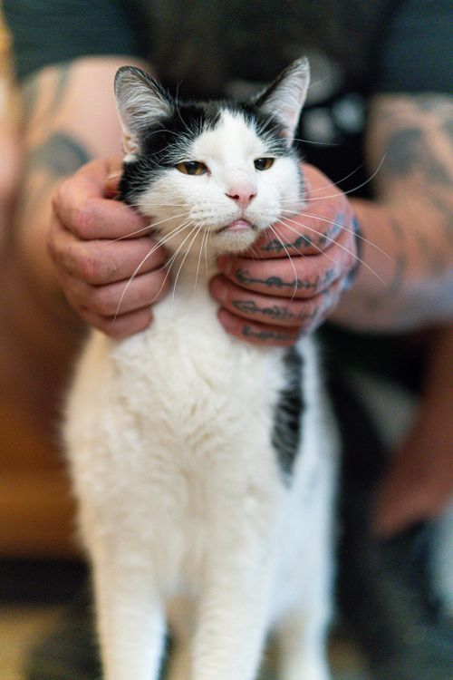 Free Black and white cat peacefully held by tattooed hands, showcasing a playful and artistic vibe. Stock Photo