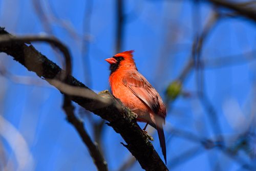 Free A stunning Northern Cardinal (Cardinalis cardinalis) on a branch against a clear blue sky. Stock Photo