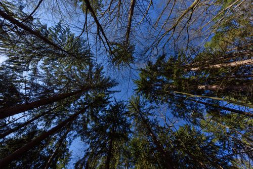 Free Capture of towering pine trees reaching towards clear blue sky, showcasing nature's grandeur. Stock Photo