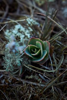 A detailed view of a succulent plant amidst dry grasses and lichen.