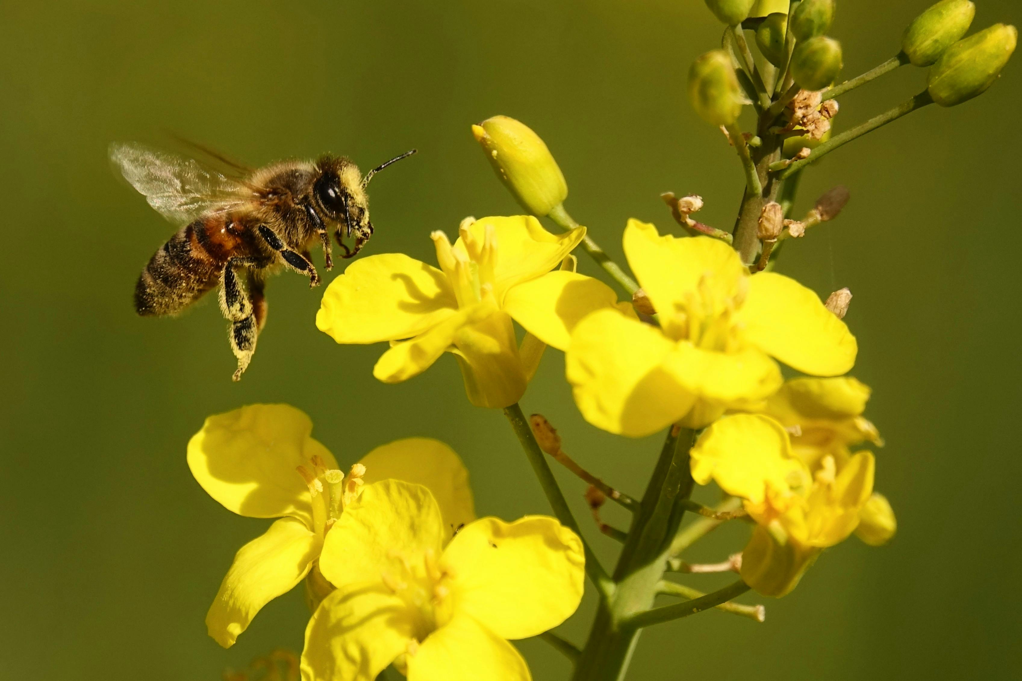 Ark Valley Civics Bee Competition to Send Three Local Students to State — Photo by Adrien Stachowiak on Pexels
