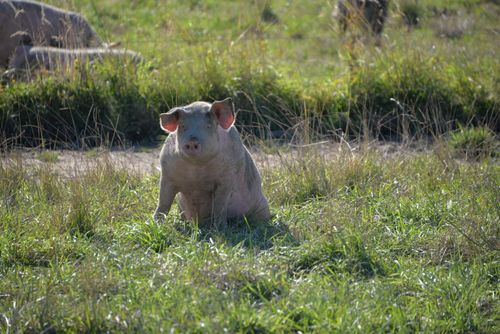 Free A pig sits comfortably in a sunny green pasture in Auvergne-Rhône-Alpes, France. Stock Photo