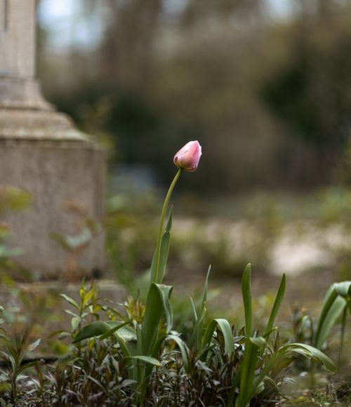 Free A single pink tulip stands tall amidst greenery and an old stone structure. Stock Photo