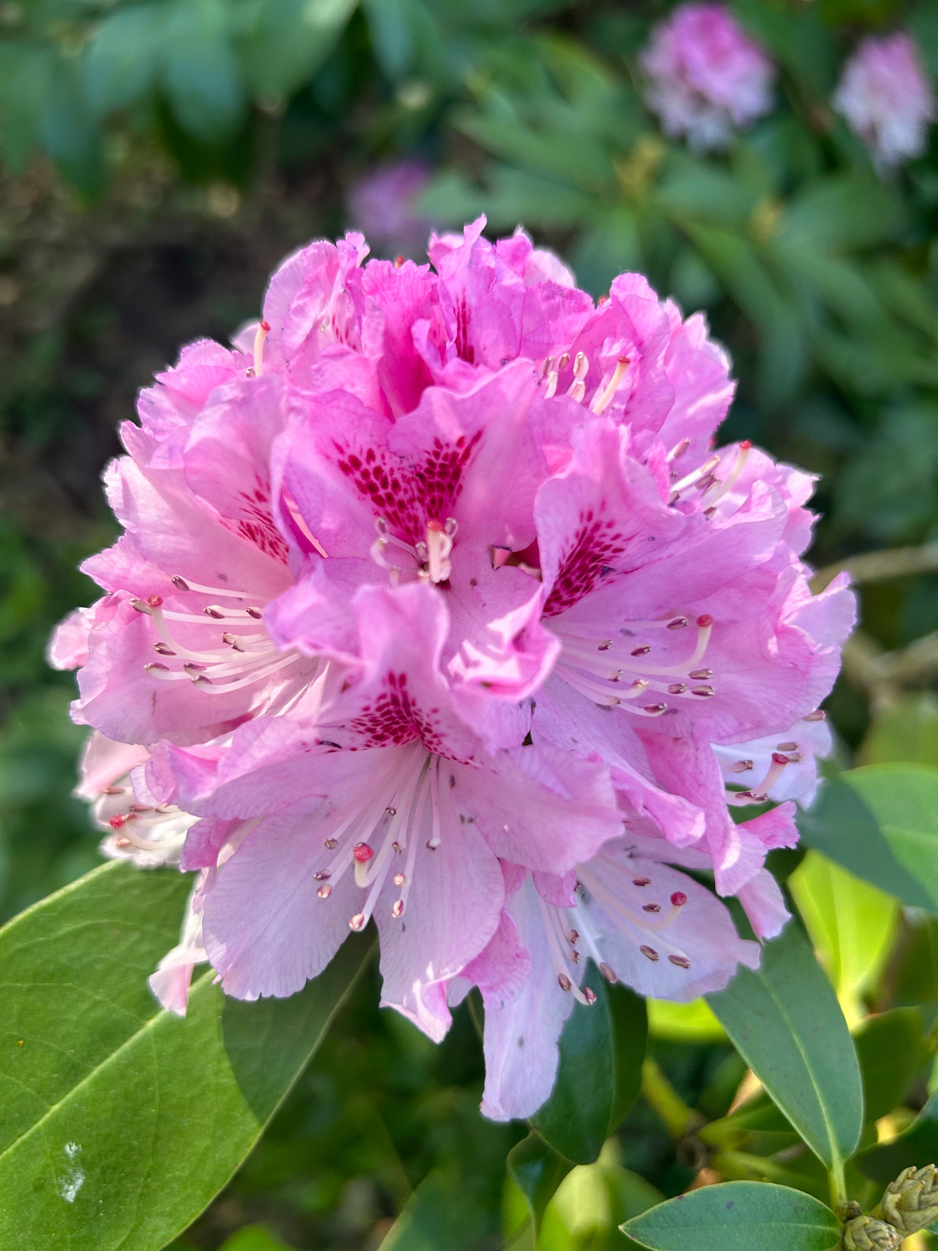 Pink Rhododendron Bloom in Sunlit Garden · Free Stock Photo