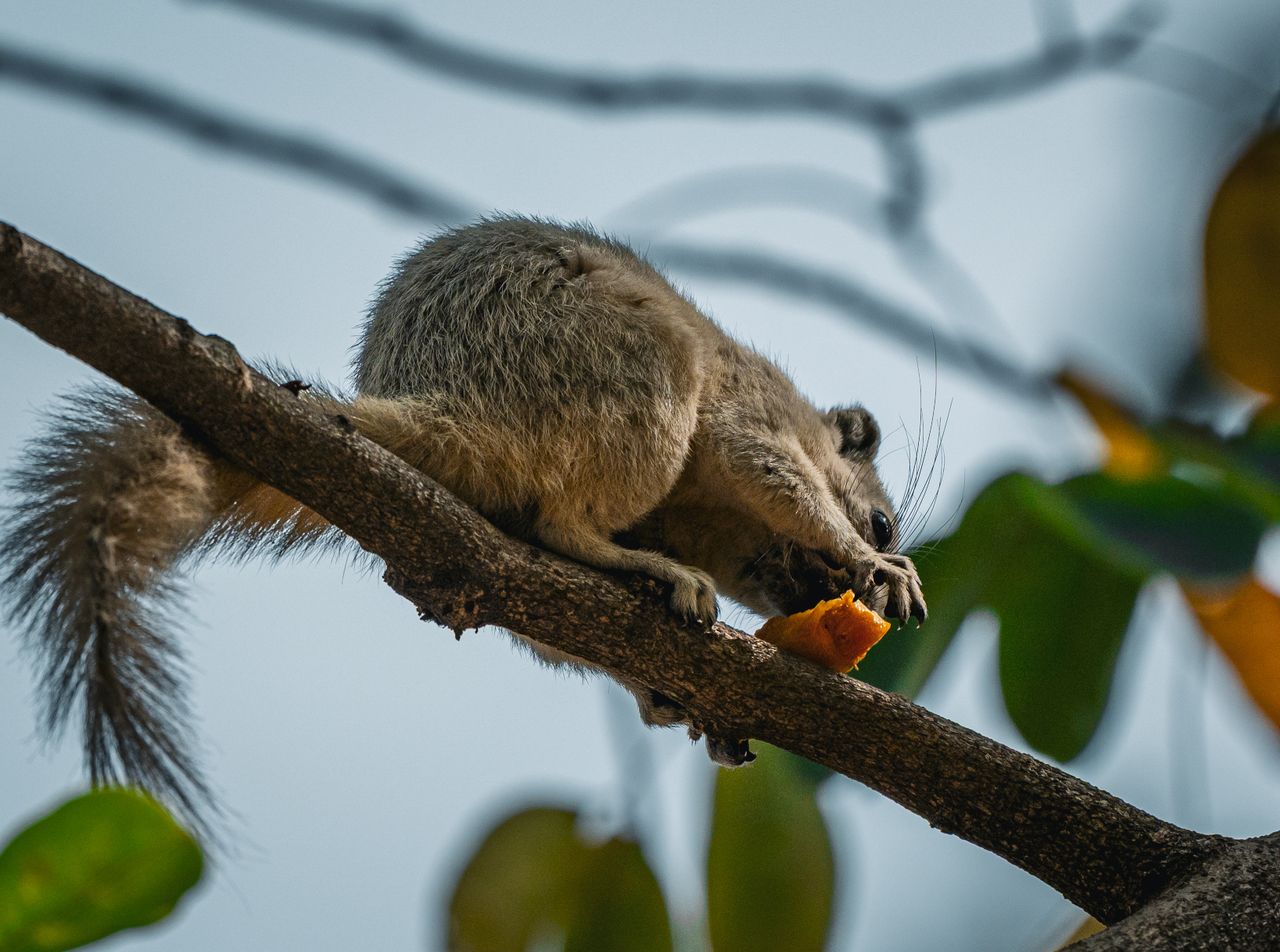 close up of a squirrel eating on a tree branch in thailand s natural s