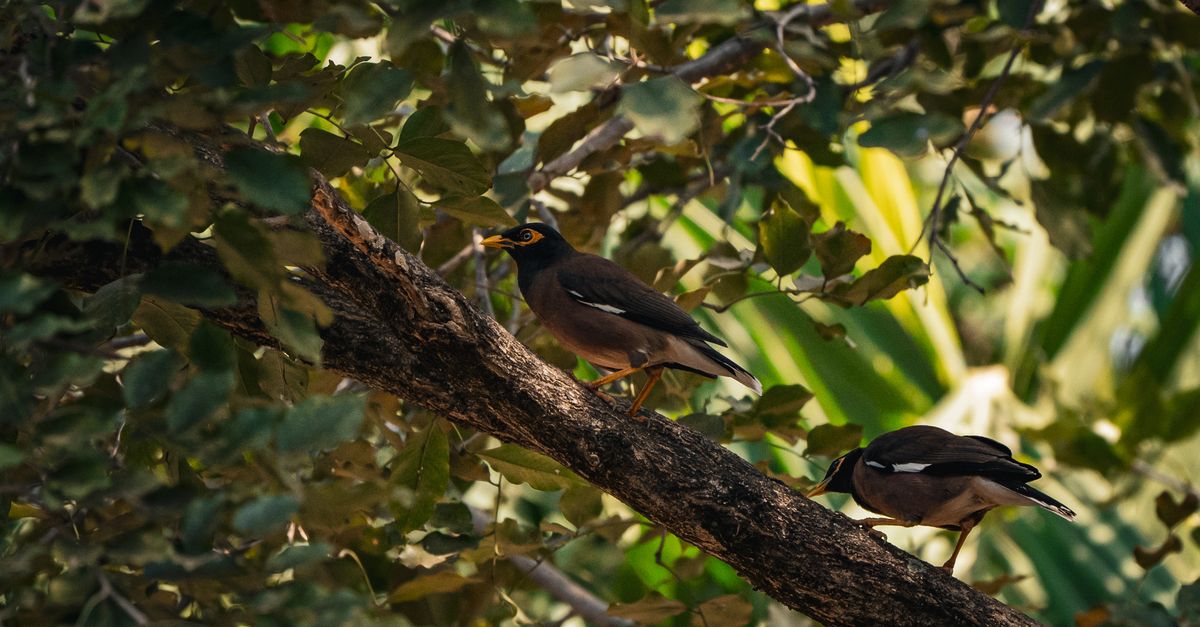 Two Myna Two Common Mynas Perched on a Tree Branch in Thailand · Free Stock Photo