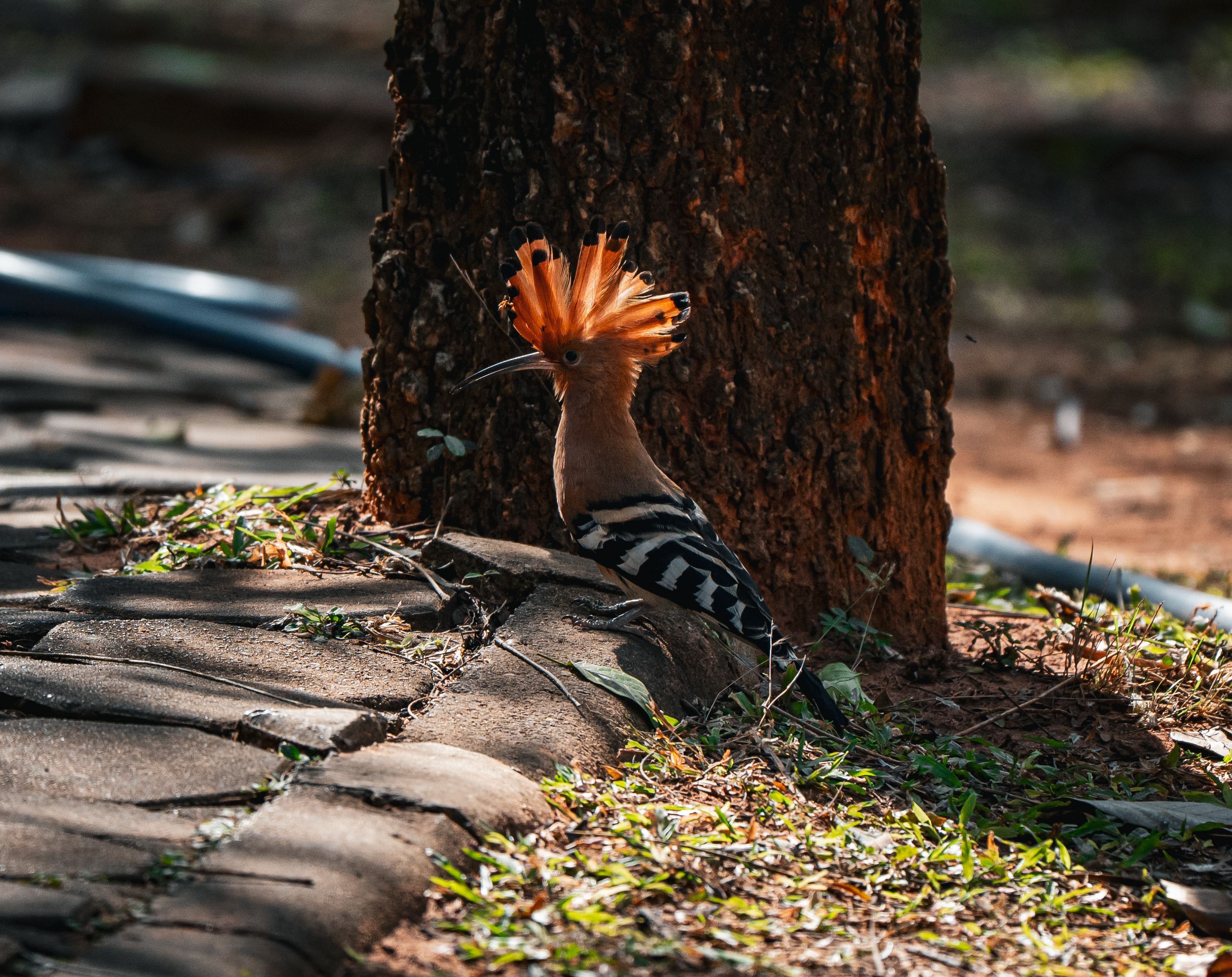A vibrant Eurasian Hoopoe bird with striking plumage perches beside a tree in Thailand's natural setting.