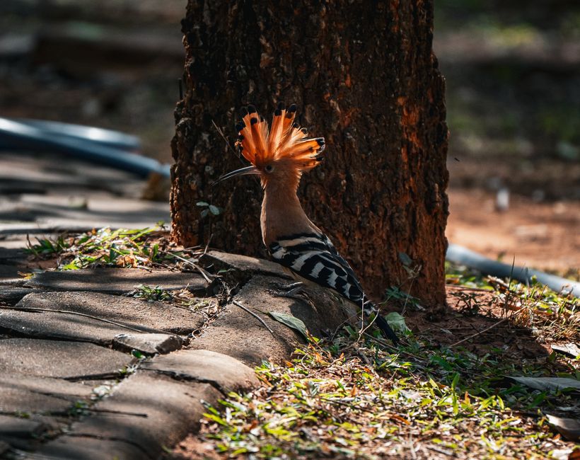 A vibrant Eurasian Hoopoe bird with striking plumage perches beside a tree in Thailand's natural setting.