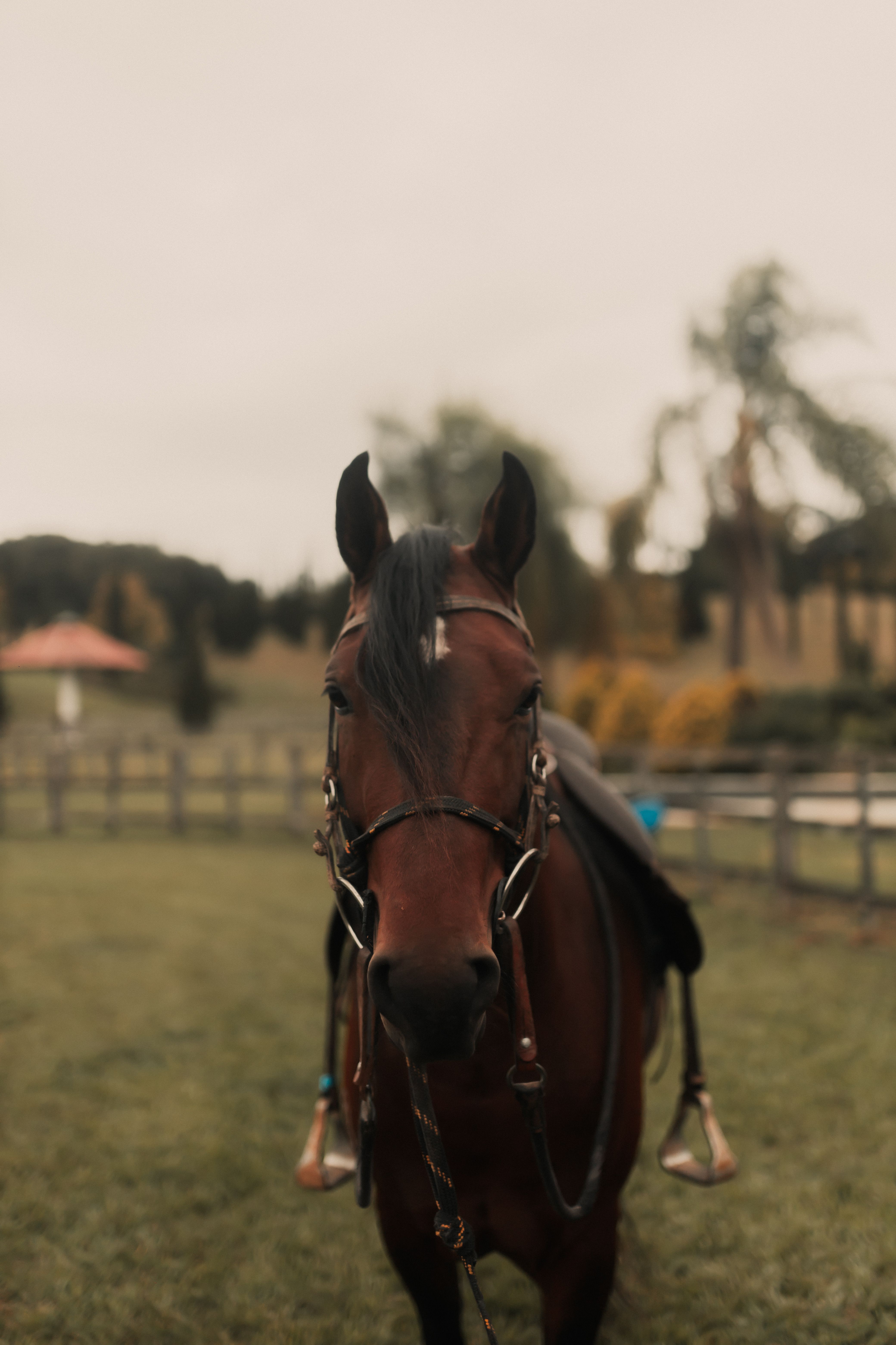 Majestic Brown Horse in Pastoral Setting · Free Stock Photo