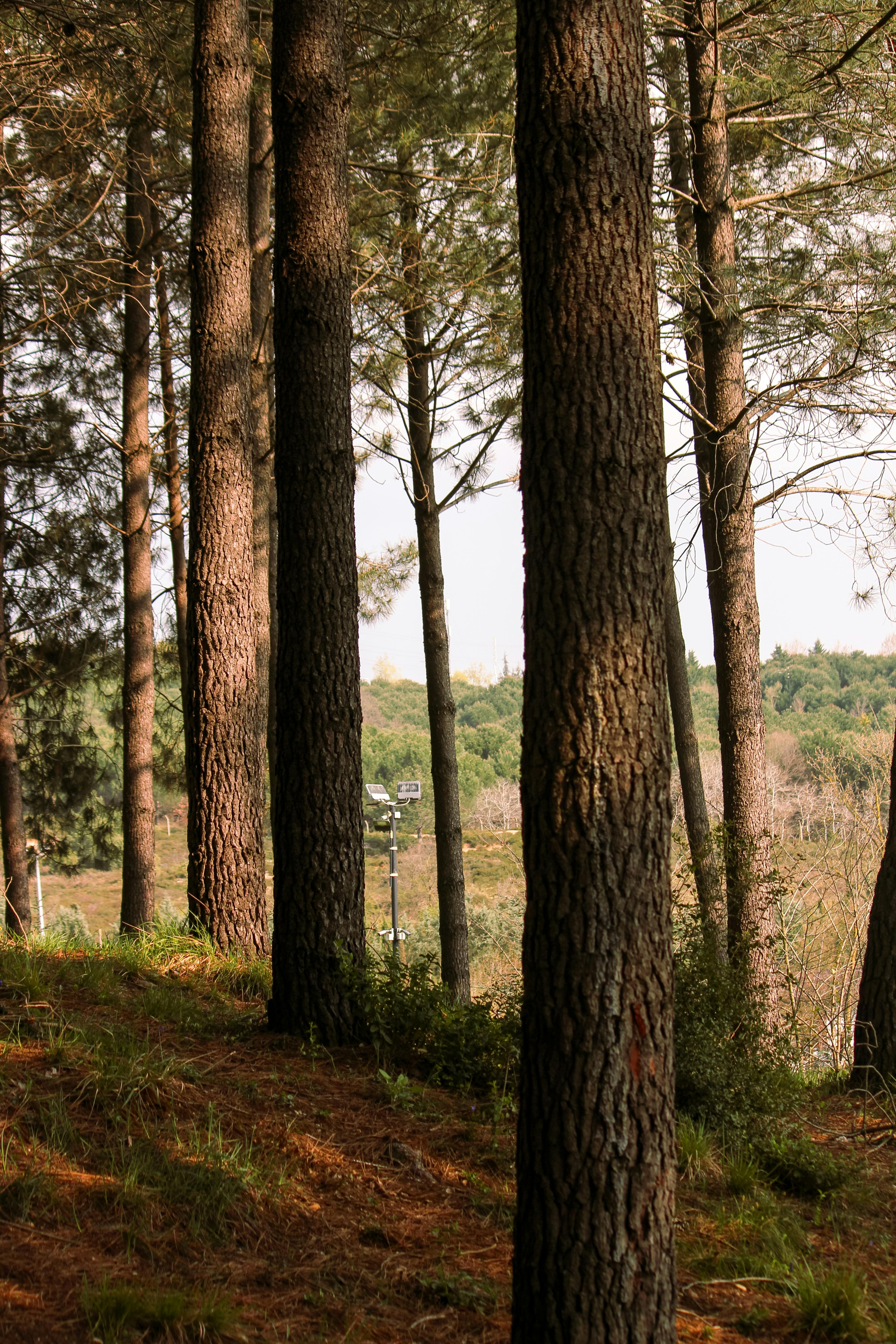 Sunlit pine forest with tall trees and lush greenery