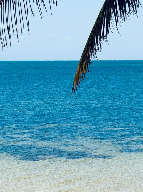 Free A serene view of the turquoise Caribbean Sea with a palm leaf in the foreground. Stock Photo