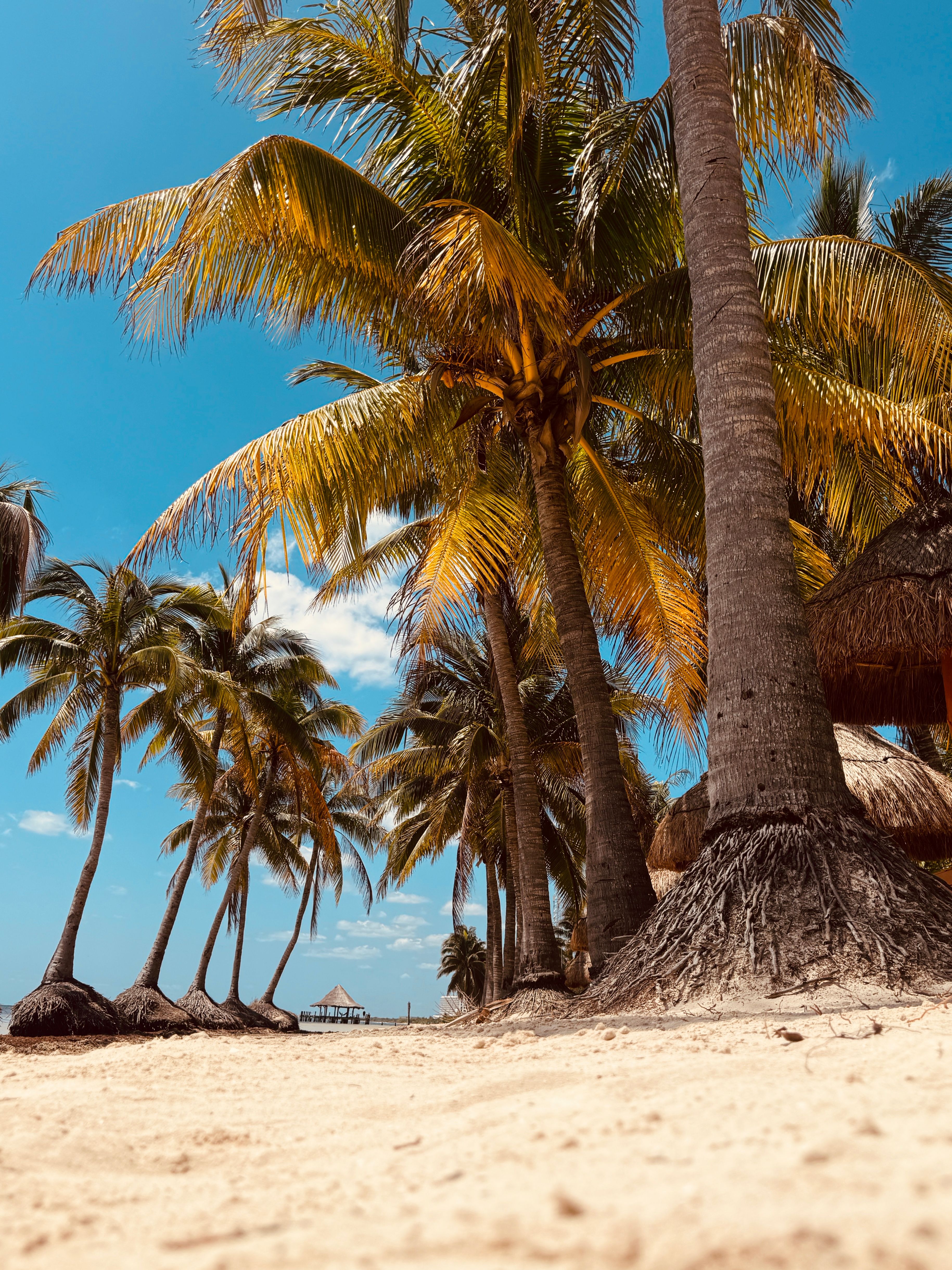 Tropical Beach Paradise with Palm Trees · Free Stock Photo