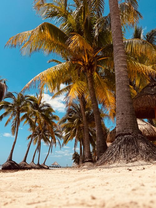 Free Explore a serene tropical beach with palm trees and golden sand under a vibrant blue sky. Stock Photo