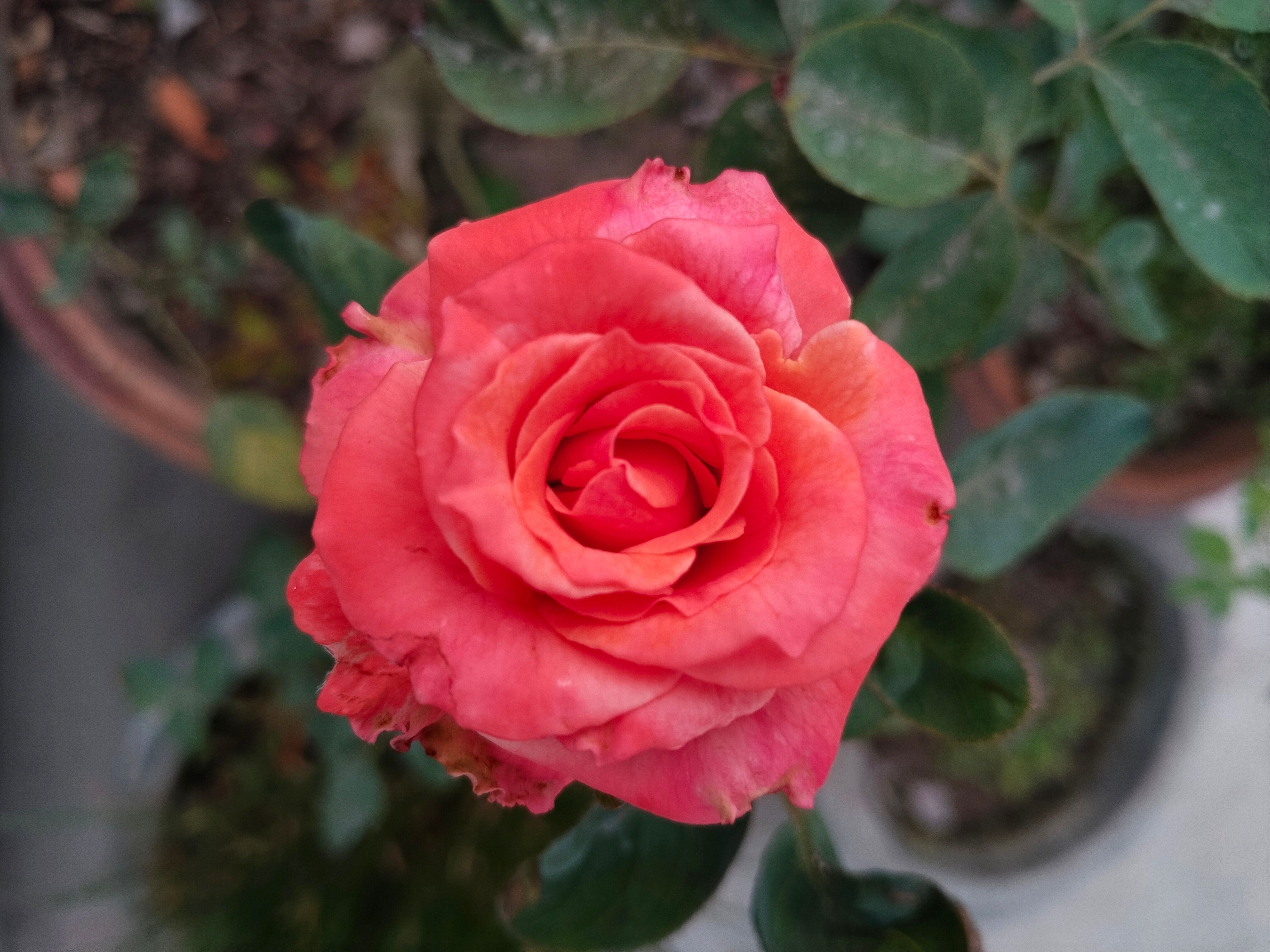 Close-up of Vibrant Pink Rose in Bloom · Free Stock Photo