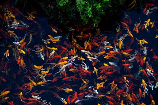 fish photo