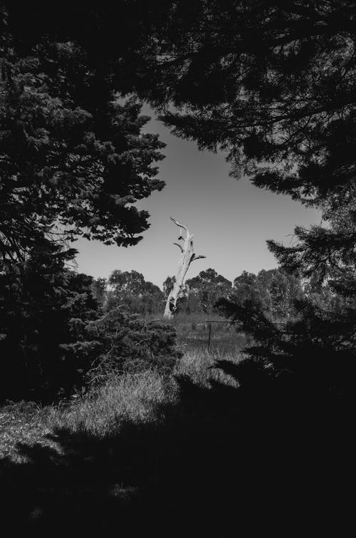 Grayscale Photo of Trees and Plants