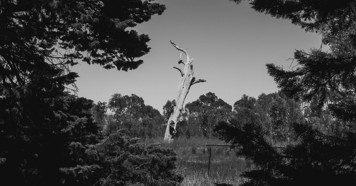 Tree Image Grayscale Grayscale Photo of Trees and Plants · Free Stock Photo