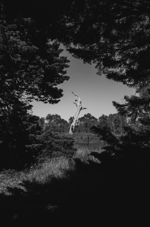Free Black and white image of a forest with a central tree silhouette, creating a dramatic mood. Stock Photo