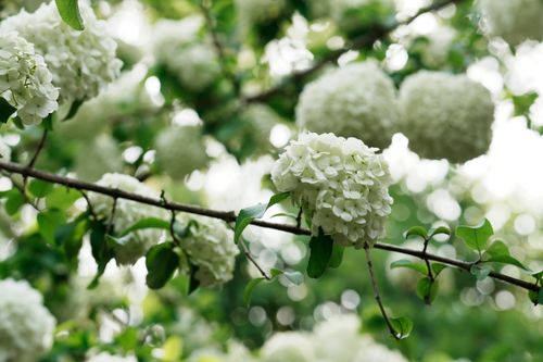 Free Close-up of white viburnum flowers in China's spring season. Stock Photo