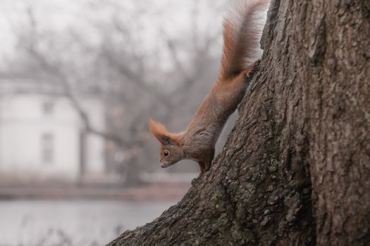 A curious Eurasian red squirrel clings to a tree trunk, showcasing its agile nature against an autumn backdrop.