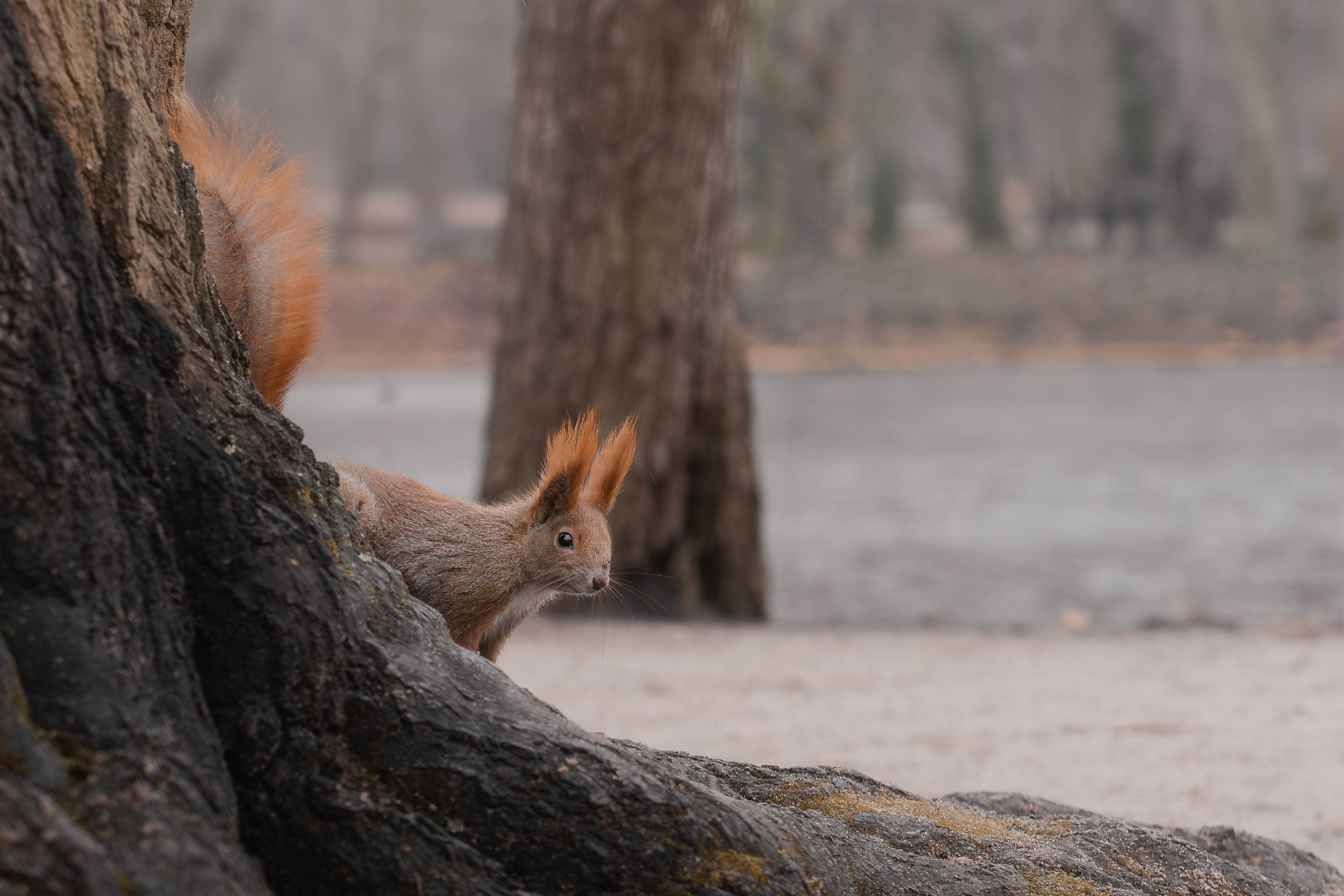 A squirrel with bushy tail peeking from a tree trunk in a tranquil forest during autumn.