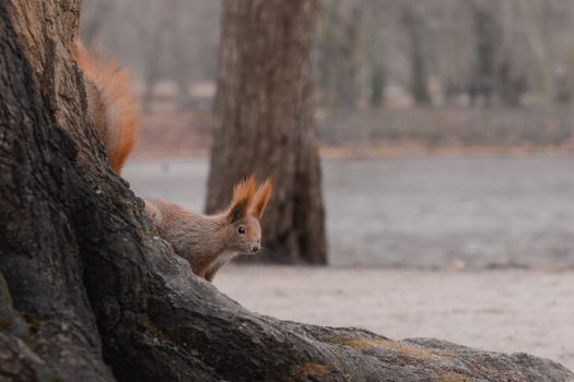 A squirrel with bushy tail peeking from a tree trunk in a tranquil forest during autumn.