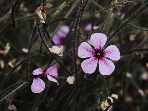 Free Vibrant pink flowers with deep purple center against dark stems, showcasing natural beauty. Stock Photo