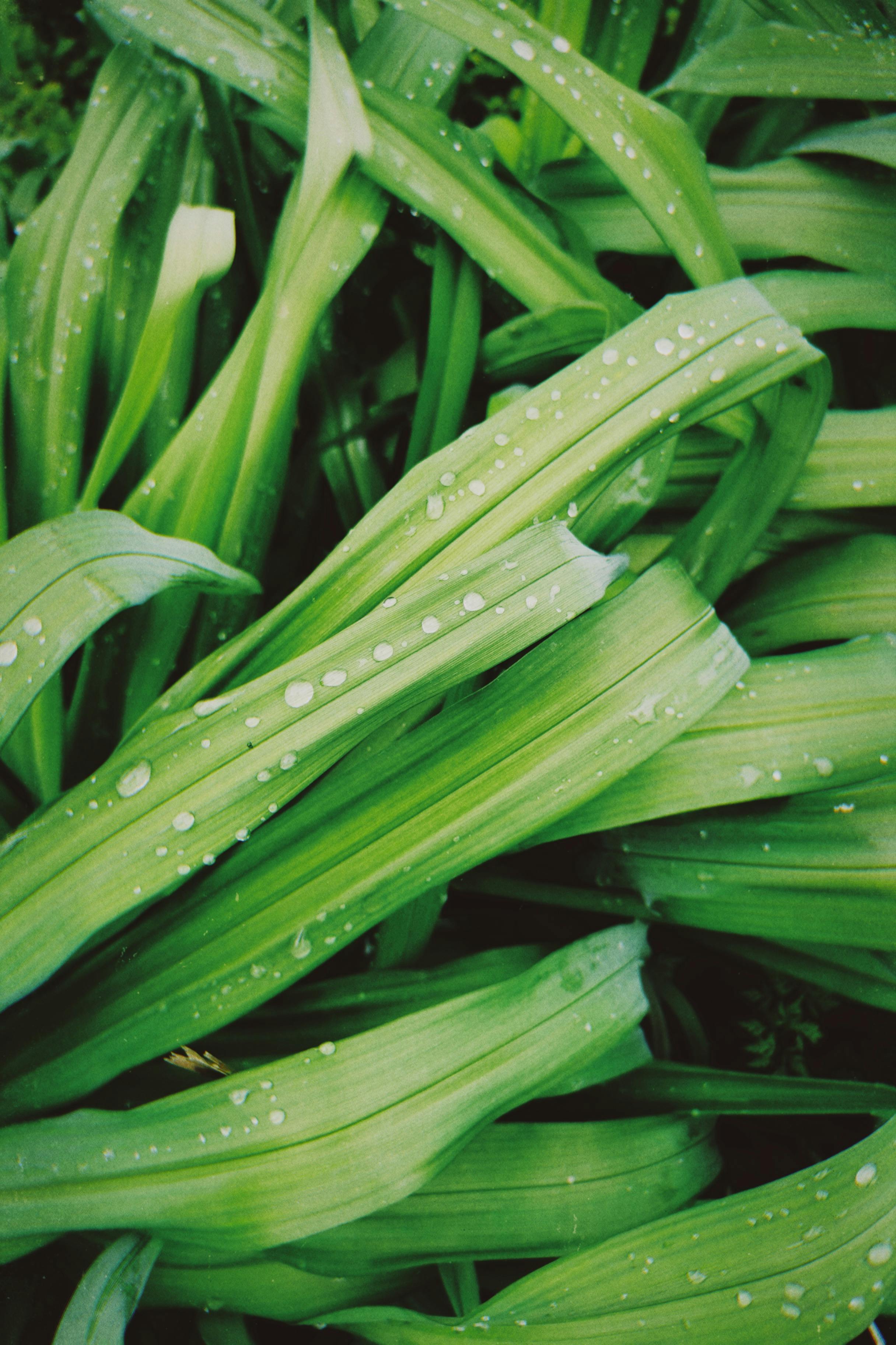 Close-up of fresh green foliage with dewdrops, showcasing nature's beauty in spring.