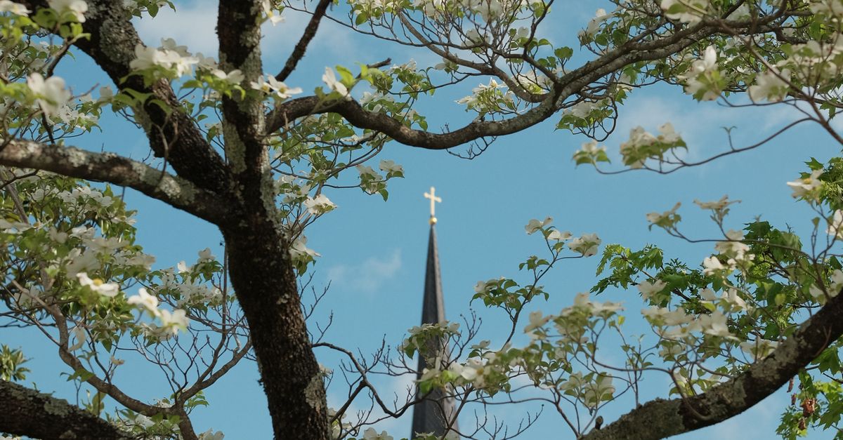 Springtime Church Spire Through Blossoming Trees · Free Stock Photo