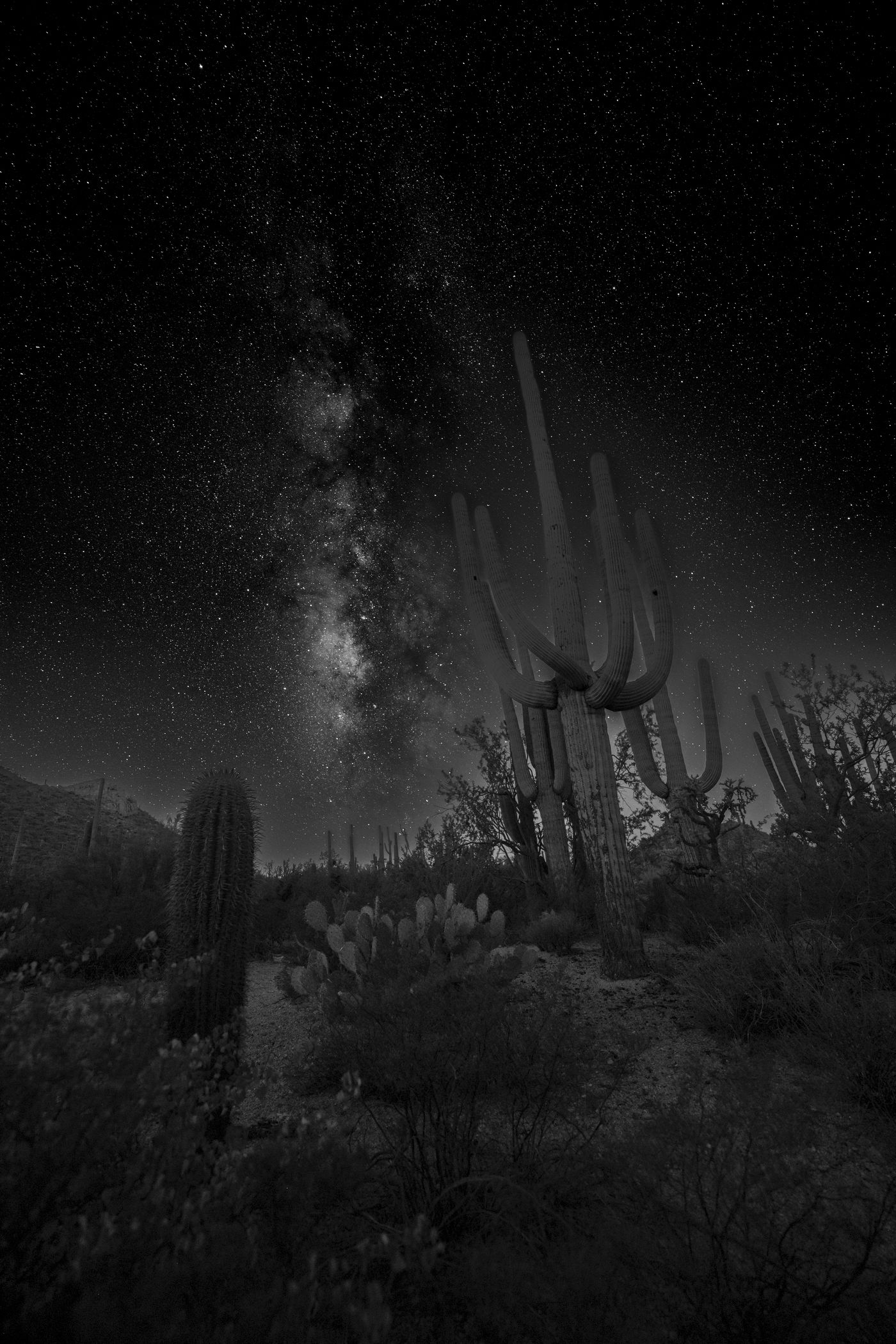 The Milky Way above the Sonoran desert near Tucson, Arizona, with saguaro cacti in the foreground