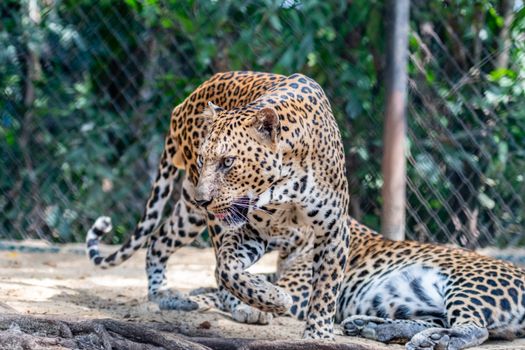 Two leopards resting and observing surroundings in a natural setting.