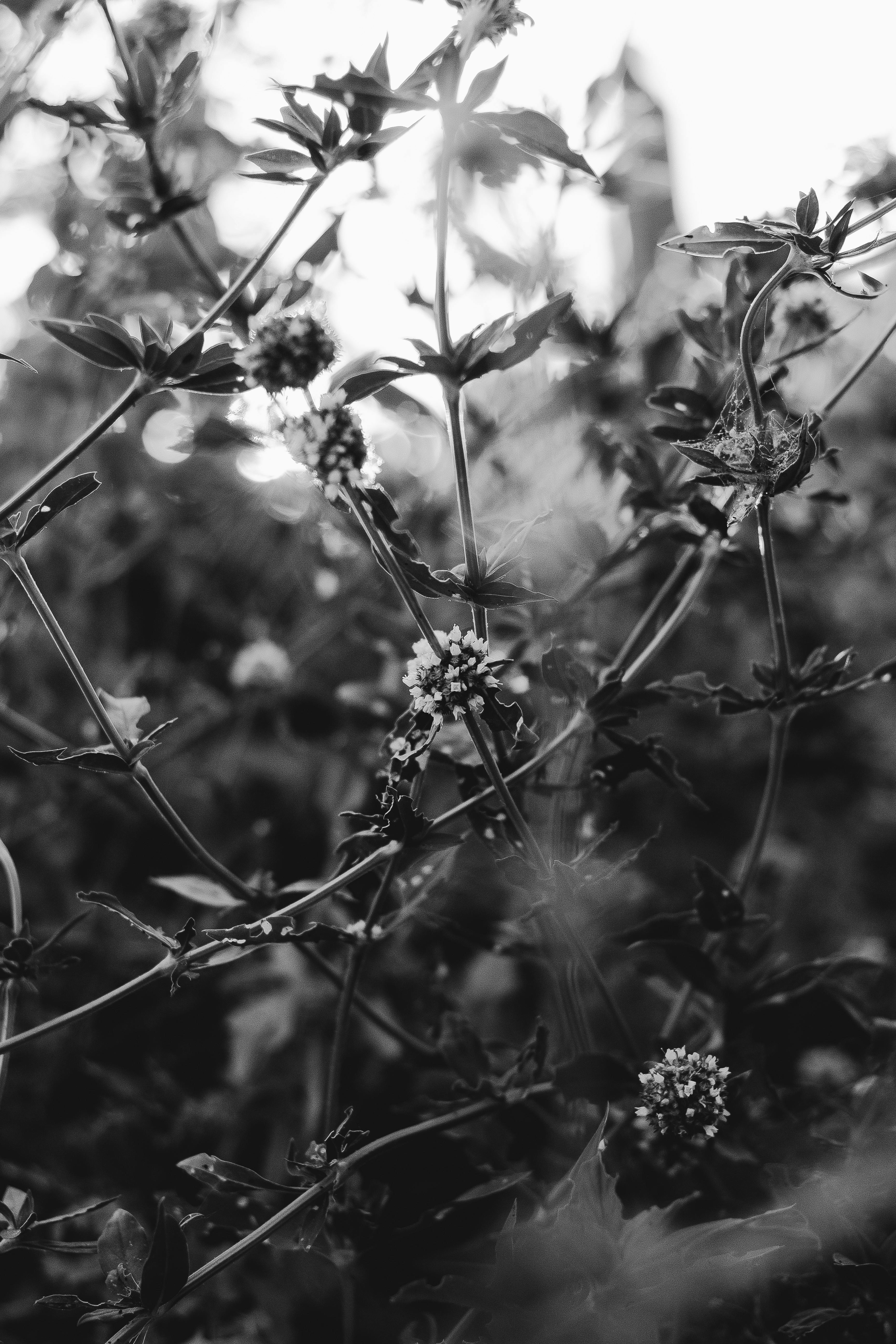 Artistic black and white photo capturing wildflowers in a natural setting, creating a moody atmosphere.