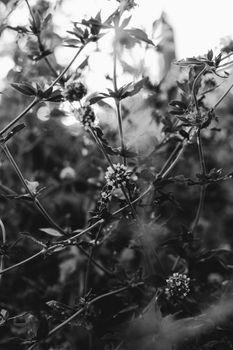 Artistic black and white photo capturing wildflowers in a natural setting, creating a moody atmosphere.
