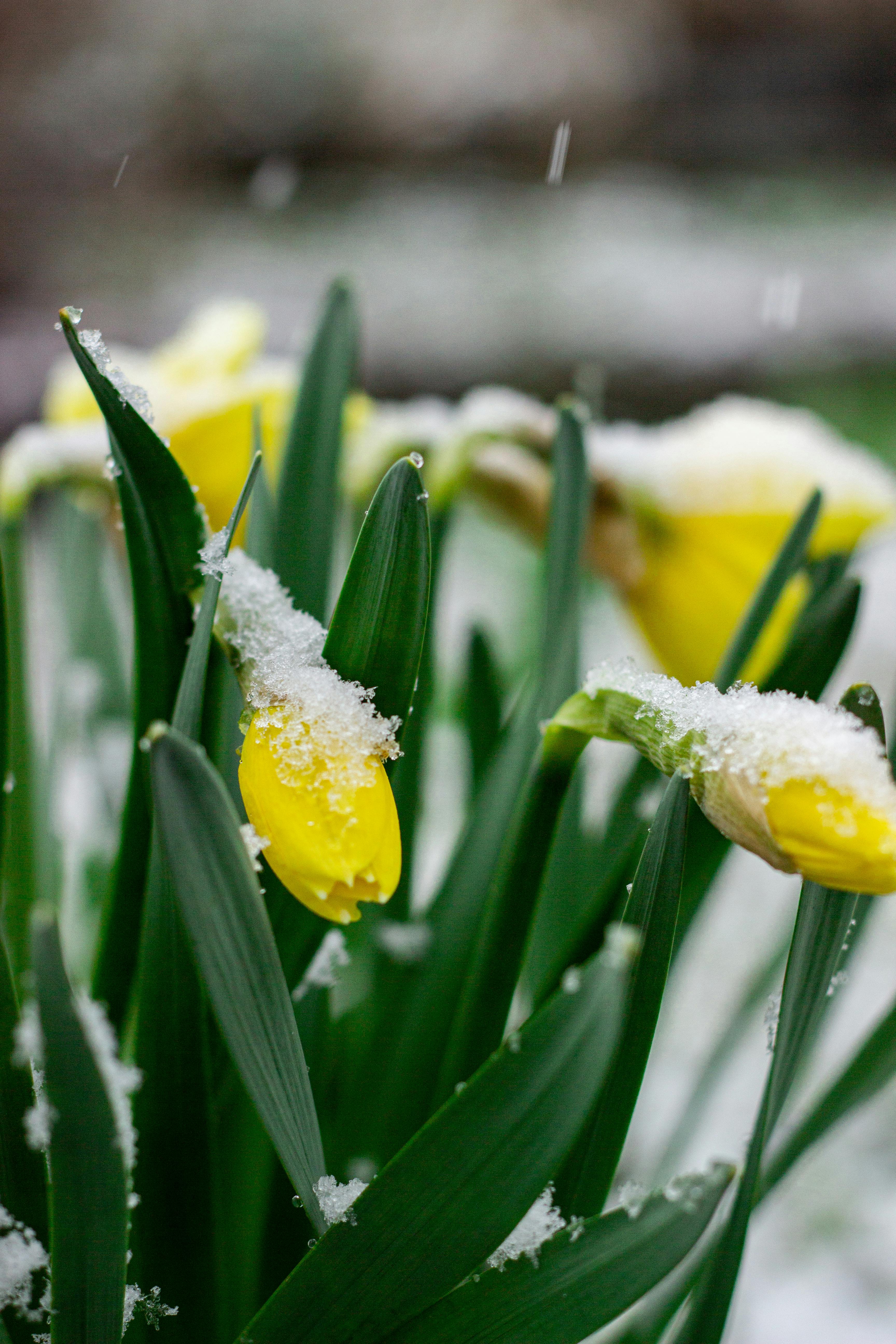 Yellow daffodils with snow, contrasting winter in early spring beauty.