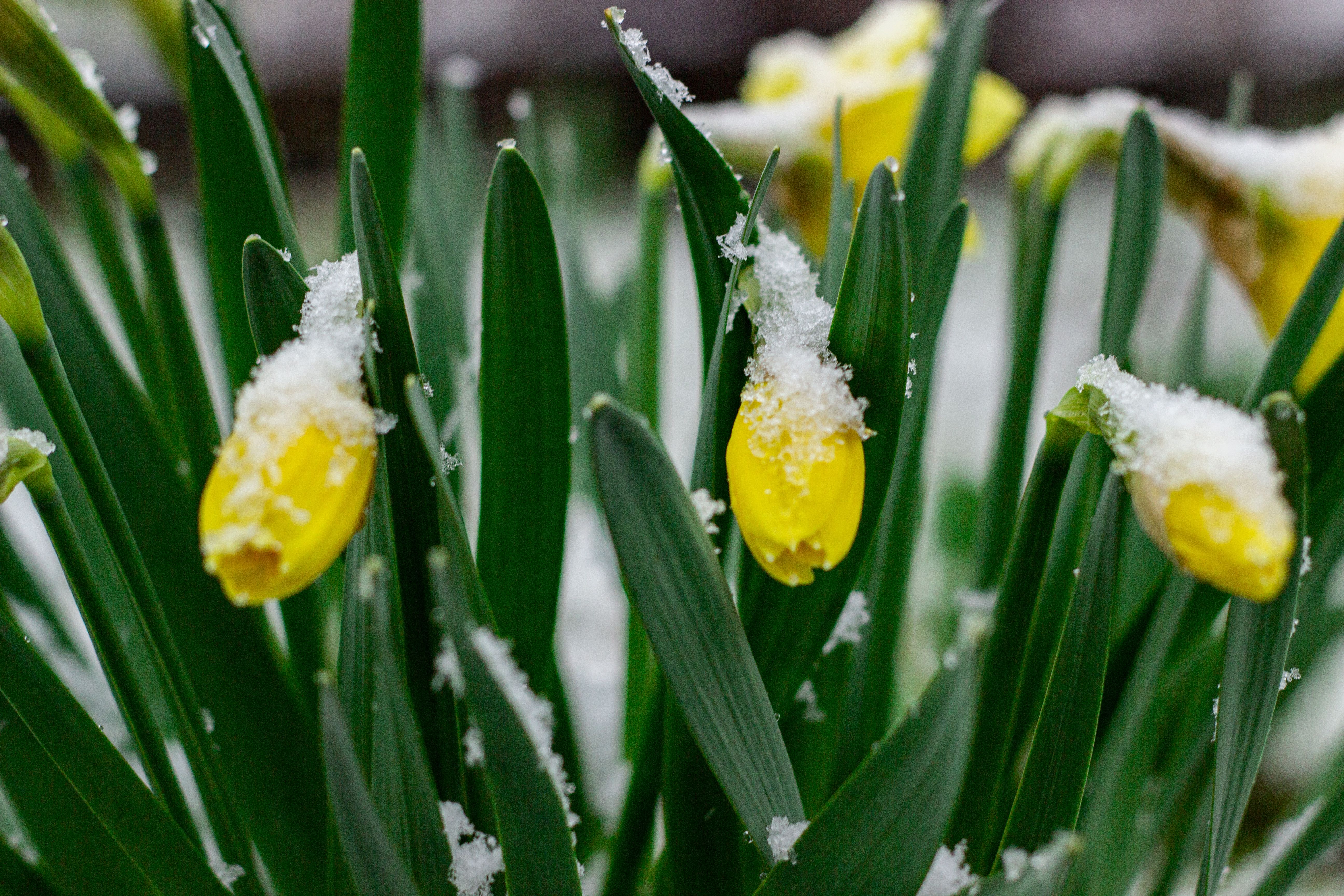 Yellow daffodils dusted with snow, signaling the transition from winter to spring.