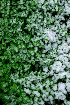 Close-up of fresh green leaves partially covered with snow flakes, showcasing winter nature.