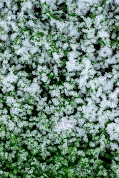 Close-up of white snowflakes on green leaves creating a natural winter texture.