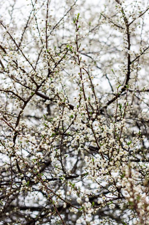 Free Close-up view of white cherry blossoms in full bloom during spring, creating a delicate and serene atmosphere. Stock Photo
