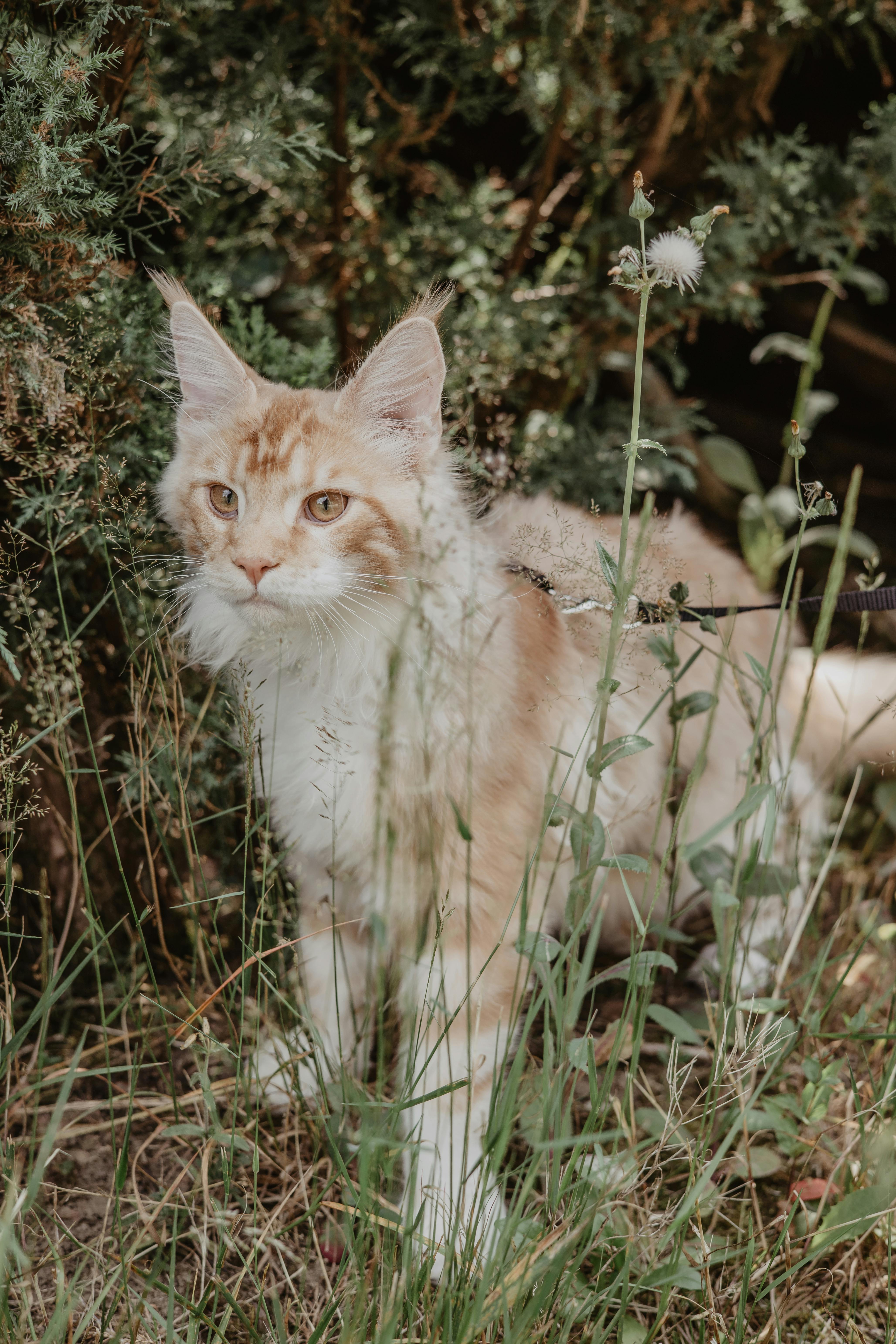 A beautiful Maine Coon cat stands elegantly among tall grass and foliage, exuding natural beauty.