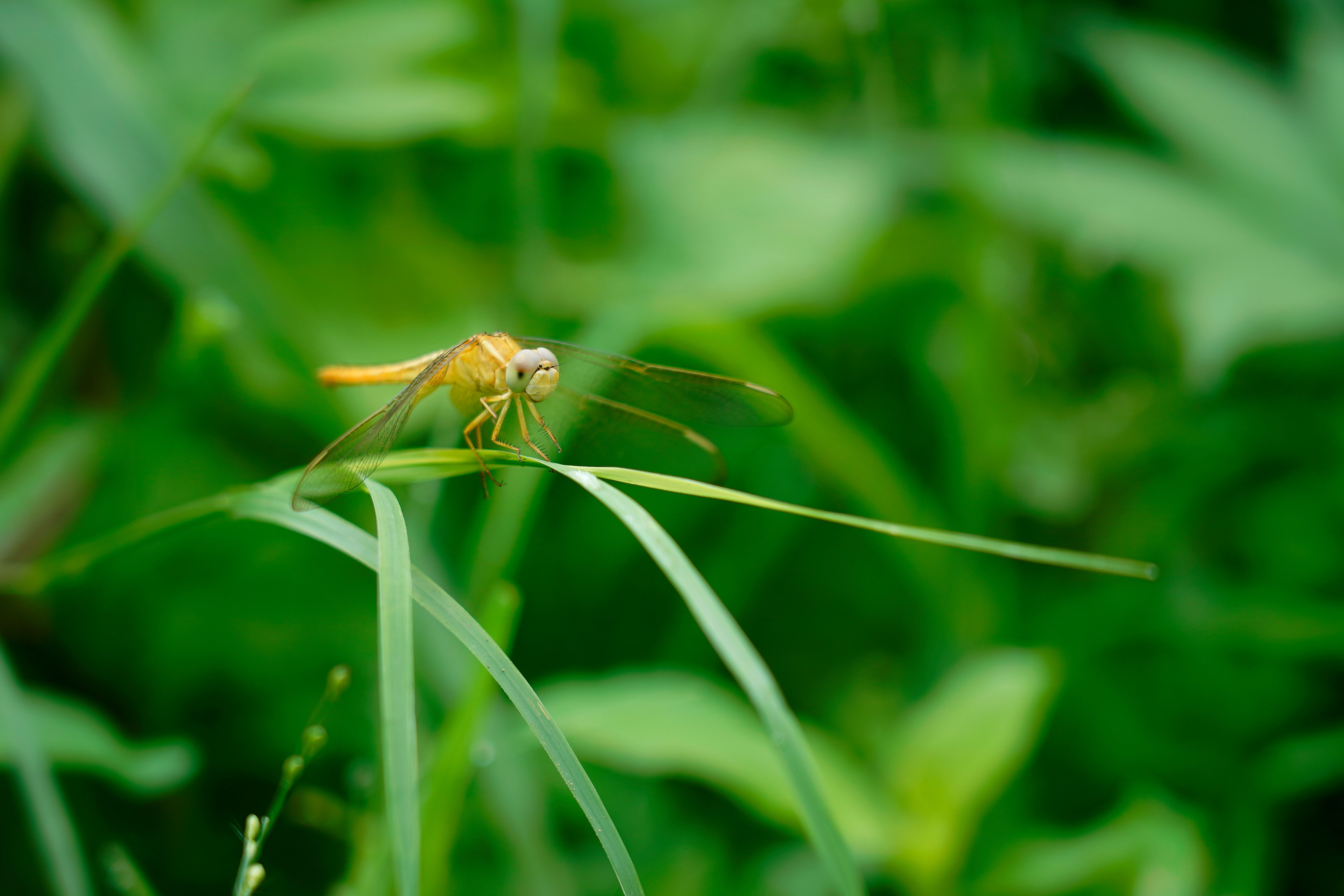 Yellow Dragonfly on Green Leaf Close-up · Free Stock Photo