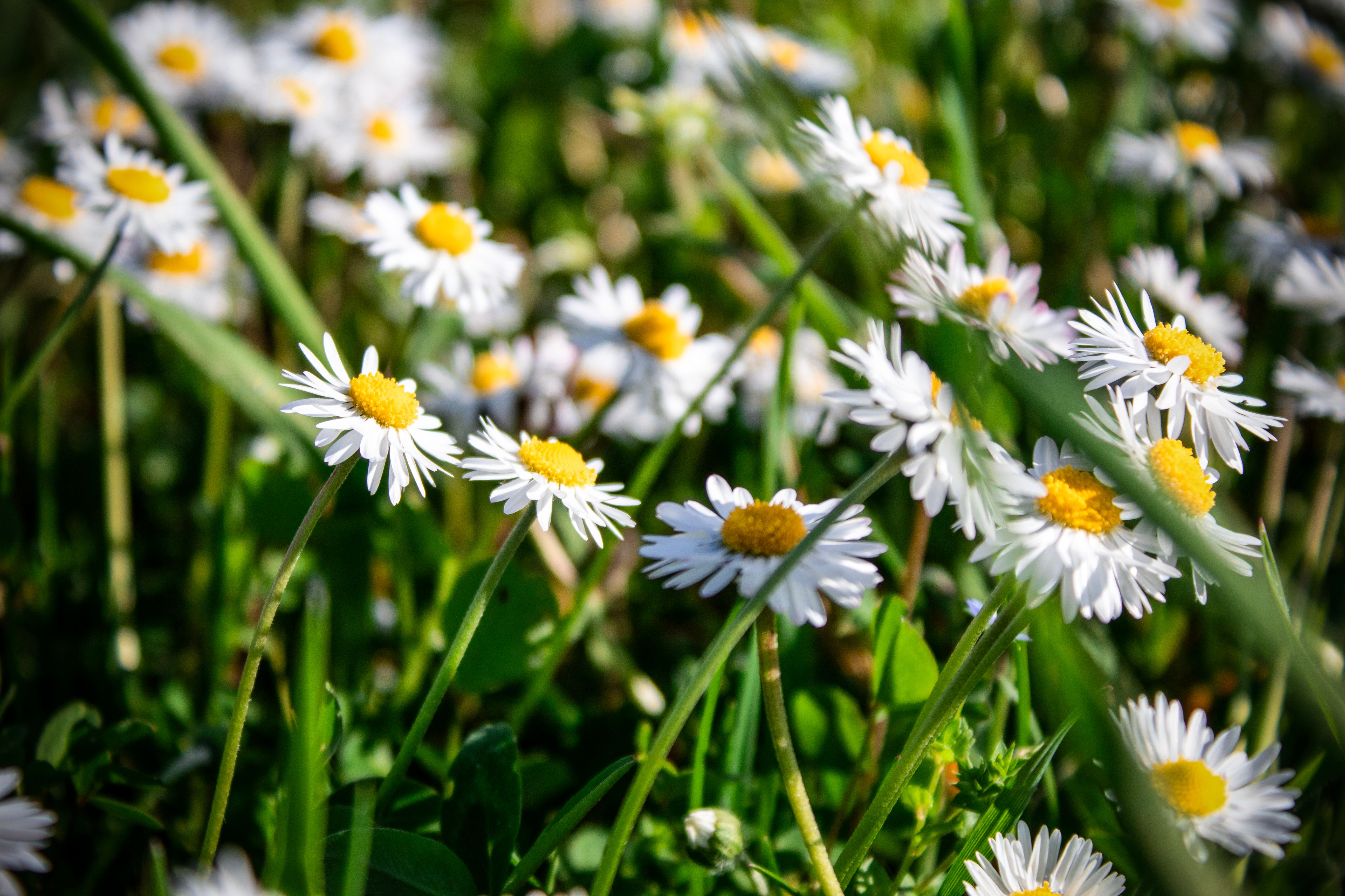 Beautiful Daisies in Friuli-Venecia Julia · Free Stock Photo