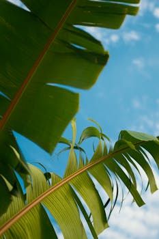 Banana tree leaves with clear blue sky in the background, perfect for nature themes.