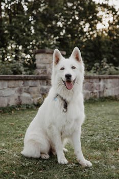 Happy White Swiss Shepherd sits outdoors in a lush green park during daytime.