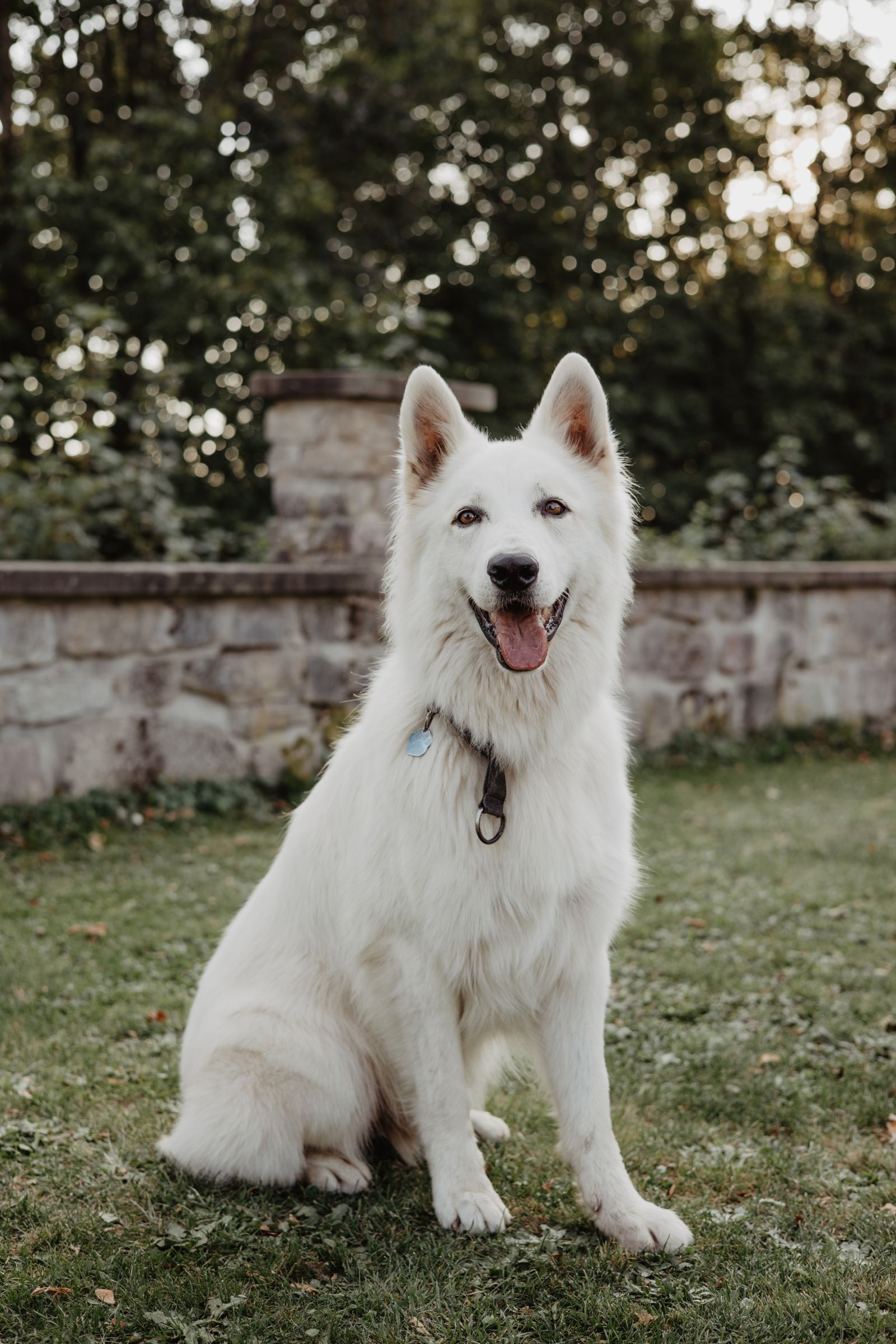 Dog Breed Photos, Download The BEST Free Dog Breed Stock Photos & HD Images
