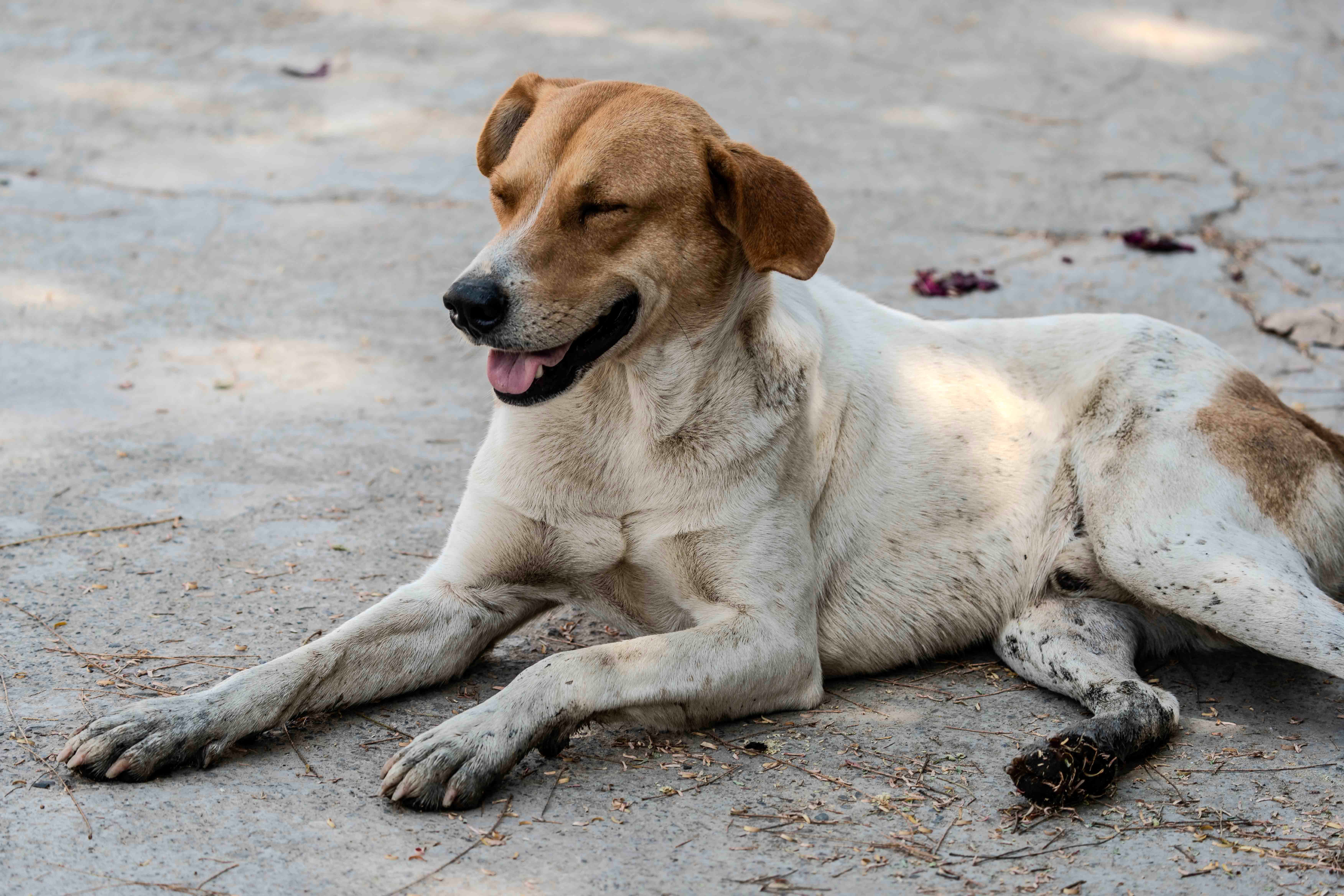A happy brown and white dog lying on a sunny outdoor pavement, enjoying the day.