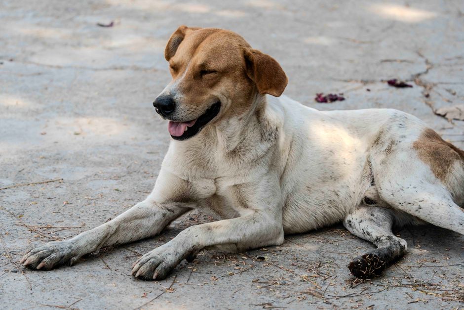 A happy brown and white dog lying on a sunny outdoor pavement, enjoying the day.
