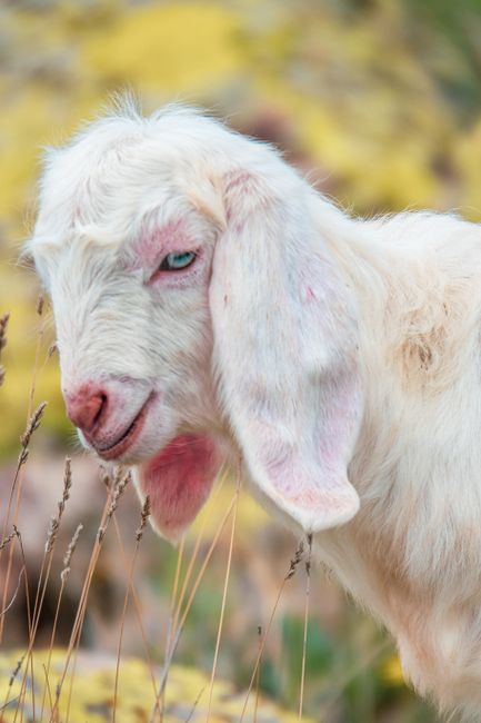Close-up of a white goat in a meadow with a blurred yellow background.