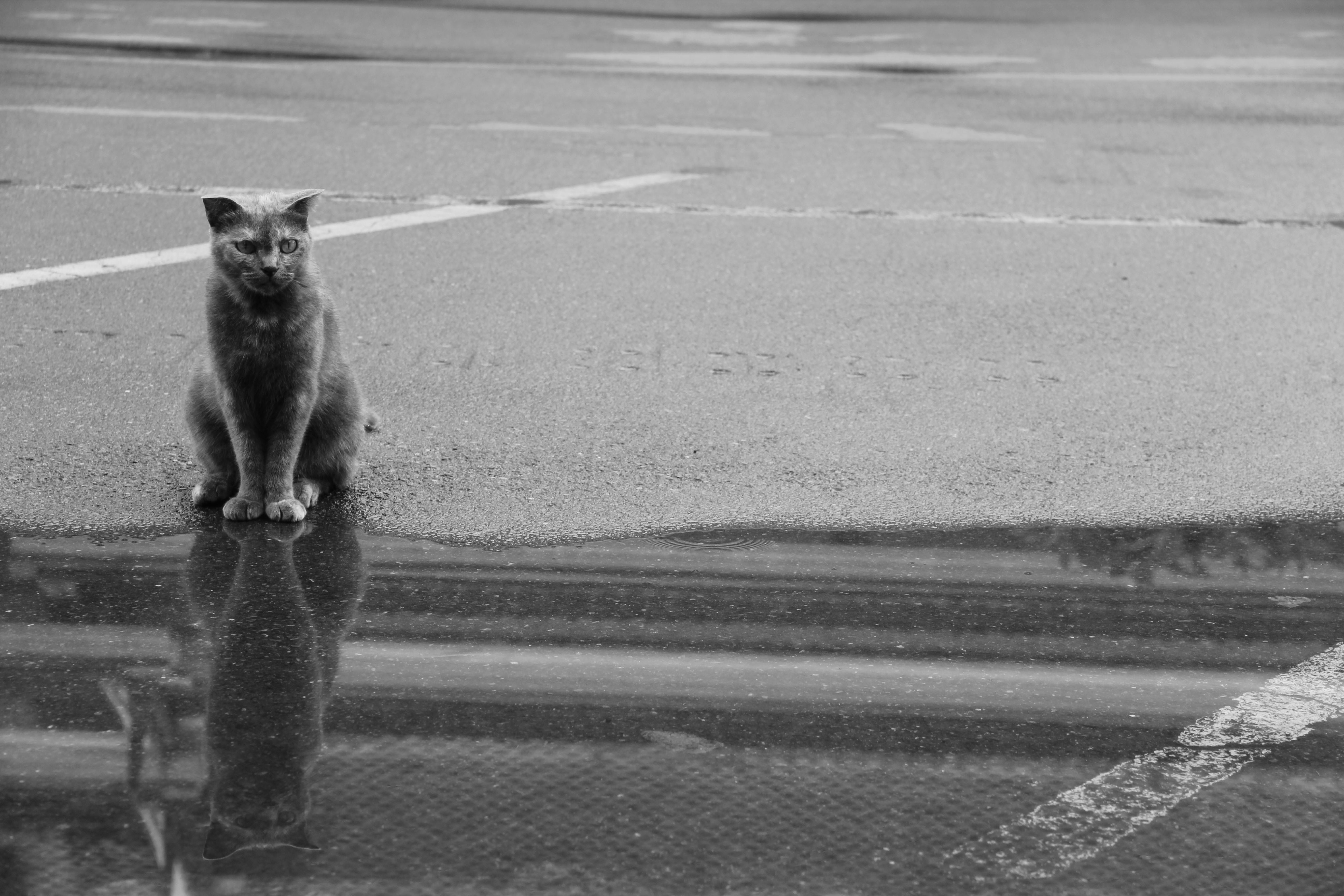 Sophie Rain Photos, Download The BEST Free Sophie Rain Stock Photos