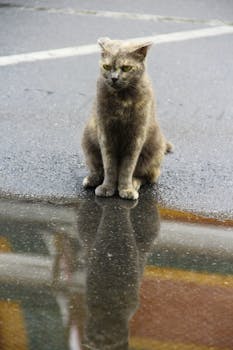 A calm gray cat sits on wet pavement reflecting its image.